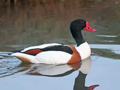 Пеганка - eBird