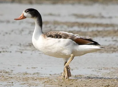 File:Пеганка (Атайка) - Tadorna tadorna - Common Shelduck - Бял ангъч  (Килифар, Пъстър килифар, лисича пещерна гъска) - Brandgans  (26438902651).jpg - Wikimedia Commons