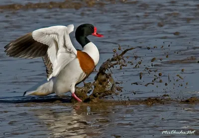 Пеганка Tadorna tadorna Common shelduck