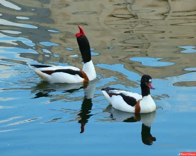 Пеганка, Tadorna tadorna, Common Shelduck | Москва, Царицыно… | Oleg  Nabrovenkov | Flickr