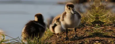 Порода уток американского Pekin внутренняя Стоковое Фото - изображение  насчитывающей разведенными, грязь: 211431296