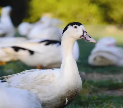 Описание и сравнение пород уток. 🐔Инкубационное яйцо и суточную птицу  можно заказать в нашем магазине. Поставки напрямую с птицефабрик и крупных  инкубаторов. 🐔