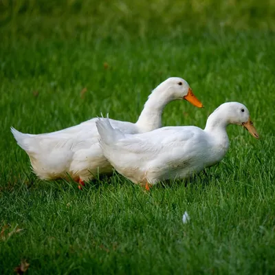 Описание и сравнение пород уток. 🐔Инкубационное яйцо и суточную птицу  можно заказать в нашем магазине. Поставки напрямую с птицефабрик и крупных  инкубаторов. 🐔