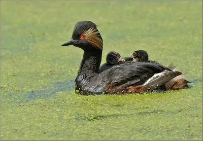 Great crested grebe (Podiceps cristatus) | Film Studio Aves - YouTube