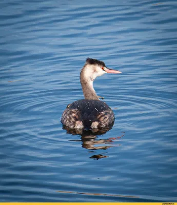 Малая поганка - eBird