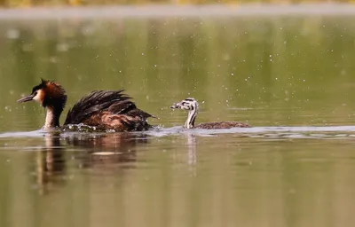 Западная поганка - eBird