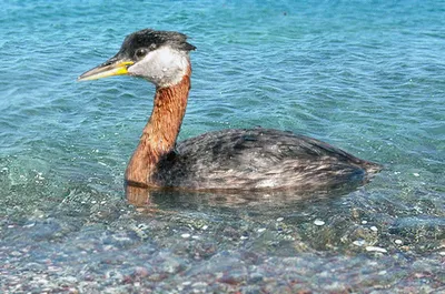 Чомга или большая поганка (Podiceps cristatus). Подробное описание  экспоната, аудиогид, интересные факты. Официальный сайт Artefact