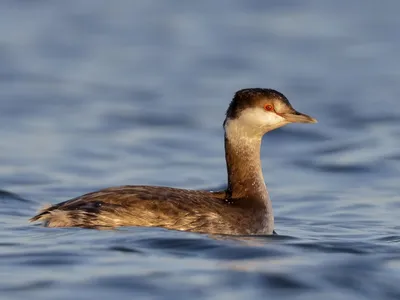 Большая поганка имени Crested поганковых научная Стоковое Фото -  изображение насчитывающей утка, пока: 173728238