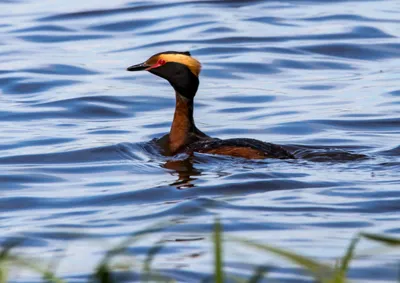 Поганка малая (Флора и Фауна Казахстана) · iNaturalist