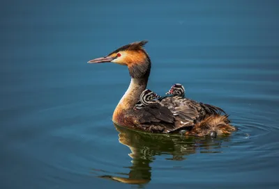 Черношейная поганка (Podiceps nigricollis)