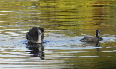 Малая поганка (Little grebe). Photographer Konstantin Slobodchuk