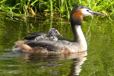 Красношейная поганка – Podiceps auritus (Linnaeus, 1758) « Красная книга  Томской области | ОГБУ \"Облкомприрода\"