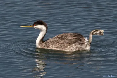 Черношейная поганка или ушастая поганка podiceps nigricollis толедо испания  | Премиум Фото