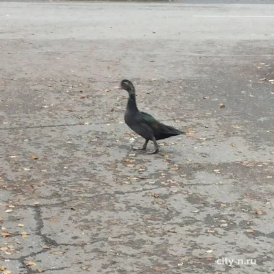 Человек курица🐔 селезень утка птицы» — создано в Шедевруме