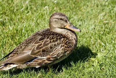 картинки : утка, Водяная птица, клюв, Водоплавающих птиц, Утки, geese and  swans, воды, Дикая природа, Унылый, крыло, перо, морские птицы, кряква,  домашний скот, Слияние 4630x3091 - - 1510505 - красивые картинки - PxHere