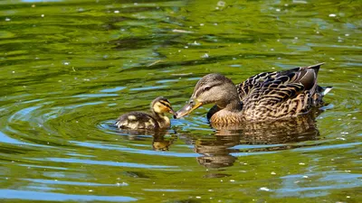 Duck with ducklings. Утка с утятами. | AG | Flickr