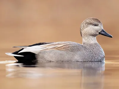 Серая утка. Photographer Fotoohota Aleksandr