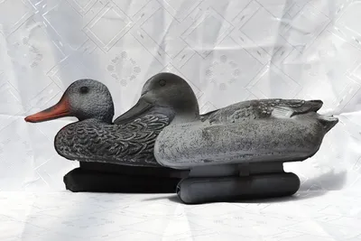 Серая утка Anas strepera Gadwall