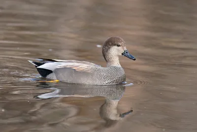 Чучела серой утки Avian-X TOPFLIGHT Gadwall (6 шт.) 8085 купить в  интернет-магазине WHT.ru, доставка по всей России