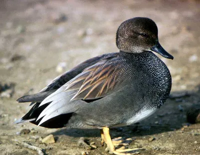 Серая утка - eBird