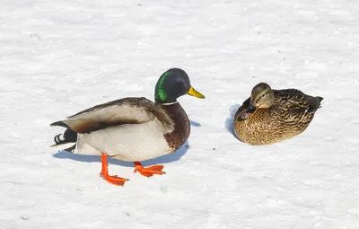 File:Drake and duck Селезень и утка.jpg - Wikimedia Commons