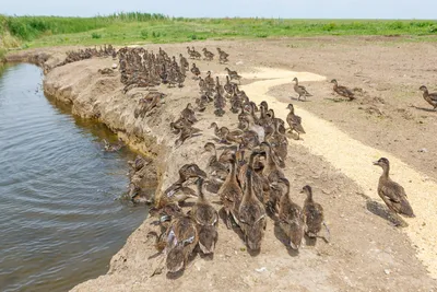 В Мамадышском районе создадут зоозаказник для восстановления численности  утки-кряквы - Республика Татарстан | РТ Онлайн Республика Татарстан | РТ  Онлайн