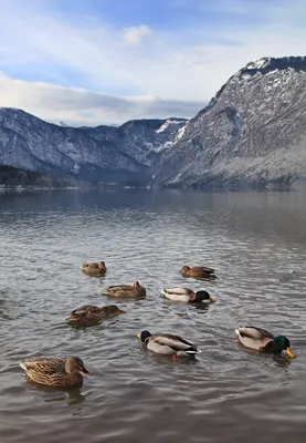 Утка в озере. | Duck photography, Duck pond, Wild duck