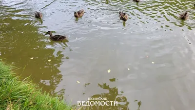 Утки Плавают В Воде Озера Фотография, картинки, изображения и  сток-фотография без роялти. Image 47010659