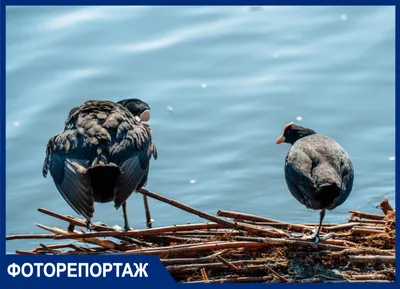 Стаи диких уток облюбовали пруд в Волгограде и озеро в Урюпинске |  ОБЩЕСТВО: Экология | ОБЩЕСТВО | АиФ Волгоград