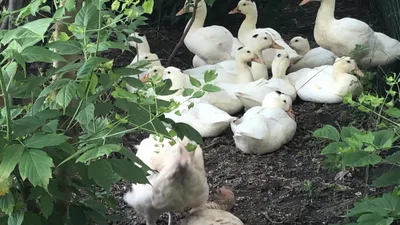 Утка породы Мулард охлажденная в Киеве и пригороде: купить по хорошей цене  с доставкой. Розница, фасовка кг