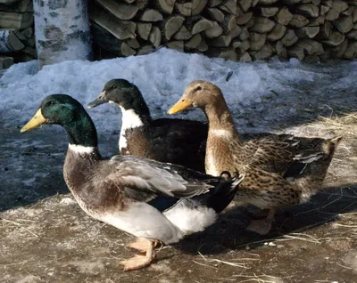 Описание и сравнение пород уток. 🐔Инкубационное яйцо и суточную птицу  можно заказать в нашем магазине. Поставки напрямую с птицефабрик и крупных  инкубаторов. 🐔