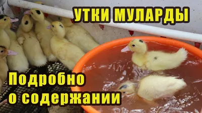 Ценные породы и виды уток с фото (25+)