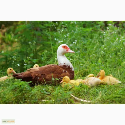 ФотоБлог Торгачкин Игорь Петрович © Igor Torgachkin: Мускусная утка /  Cairina moschata