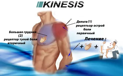 Статья - Kinesis - biochemestry, emotions, structure