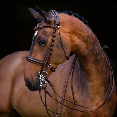 Уздечка для лошади RIDING WORLD \"MUSEROLLE COMBINE\" (EKKIA, Франция) -  купить с доставкой по выгодным ценам в интернет-магазине OZON (1078148109)