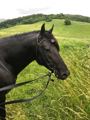 Уздечка для коня кожаная спортивная. Уздечки для лошади Horse Stall.  Кожаная уздечка для лошадей (ID#847234515), цена: 1271 ₴, купить на Prom.ua