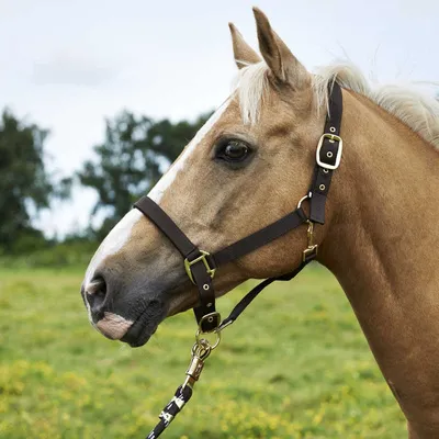 English or Western Saddle Horse Brown or Black Bitless Bridle Sidepull w/  Reins | eBay