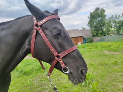 Lexhis 2 Кусок Нос Двойной Уздечка Черный| Horse-riding