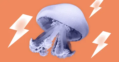 Что делать, если ужалила медуза? Подробное руководство