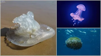 Что делать, если ужалила медуза: новые рекомендации минздрава