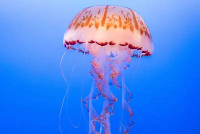 Моча от ожогов медуз – тщетно и вредно, опровергли популярный миф -  Здоровье 24