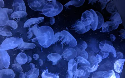 Что делать, если ужалила медуза? - Блог GlobeSailor RU