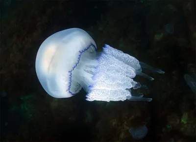 В Азовское море вернулись ядовитые медузы: что делать, если ужалила |  Портал Акцент