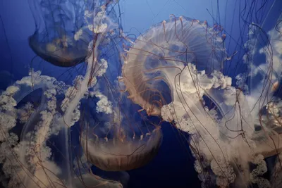 Чем опасен укус медузы и что с ним делать - Рамблер/доктор