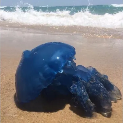 Азовское море атакуют медузы - в Кирилловке пострадала девочка | Стайлер