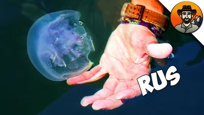 Основные правила, когда вас ужалила большая медуза