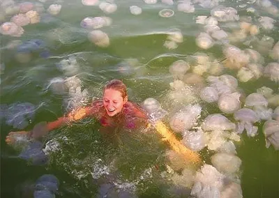 Что делать и чего не стоит, когда в море ужалила медуза - Лента новостей  Крыма