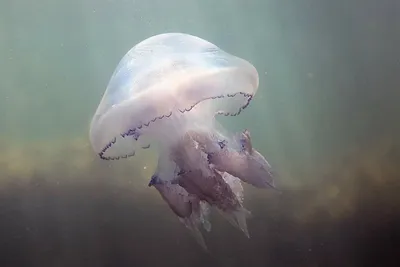 Проверил на себе укус медузы в Атлантическом океане 🐙 Разница между фото 1  час — Александр Кудряшов на TenChat.ru