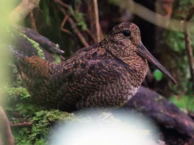 Тёмный вальдшнеп - eBird