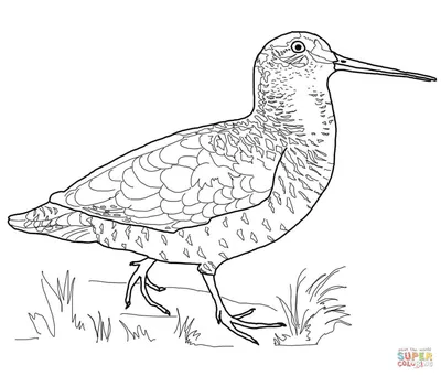 Раскраска Птица вальдшнеп | Раскраски для детей печать онлайн